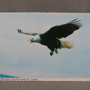 Vintage Postcard - Bald Eagle Vancouver Island Canada - Peacock Postcards
